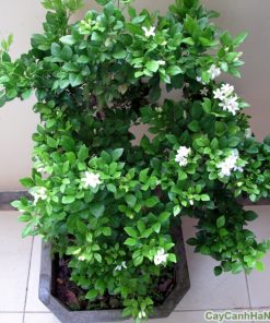 Cây hoa nguyệt quế 1 cây hoa nguyệt quế 1