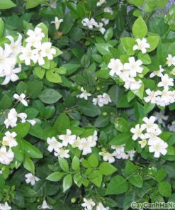 Cây hoa nguyệt quế 2 cây hoa nguyệt quế 2