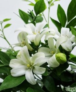 Cây hoa nguyệt quế 4 cây hoa nguyệt quế 4