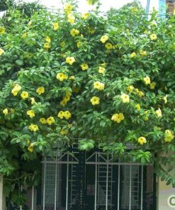 Cây huỳnh anh 1 cây huỳnh anh1