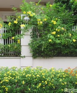 Cây huỳnh anh 2 cây huỳnh anh