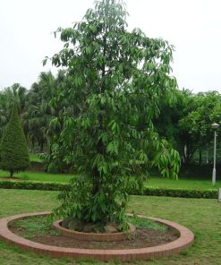 Cây kim giao 4 cây kim giao