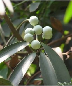 Cây kim giao 3 cây kim giao