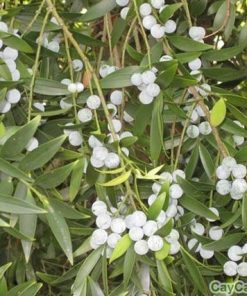 Cây kim giao 1 cây kim giao