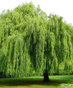 Cây liễu 1 cây liễu1