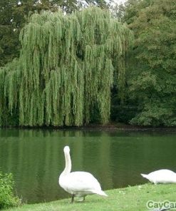 Cây liễu 3 cây liễu3