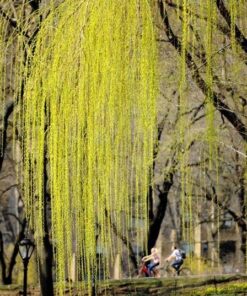 Cây liễu 4 cây liễu4