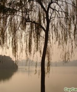 Cây liễu 5 cây liễu5