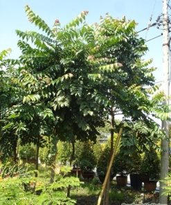 Cây lát hoa (Chukrasia tabularis) 2 cây lát hoa 2
