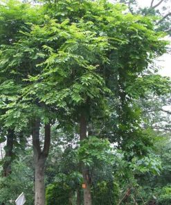 Cây lát hoa (Chukrasia tabularis) 3 cây lát hoa 3