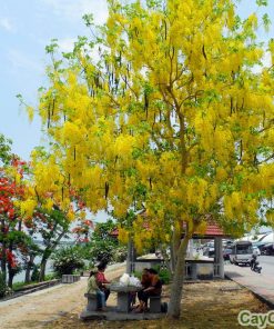 cây muồng hoàng yến 1