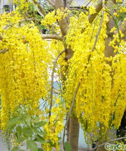 cây muồng hoàng yến 2