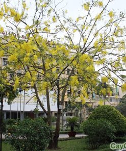 cây muồng hoàng yến 4