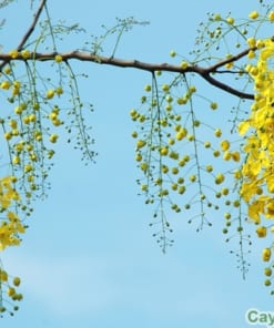 cây muồng hoàng yến 5