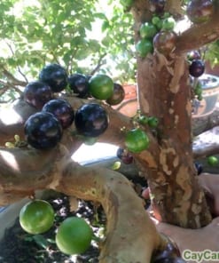 Cây nho thân gỗ 3 cây nho thân gỗ 2