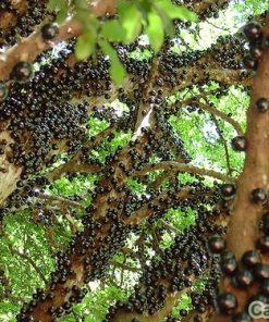 Cây nho thân gỗ 2 cây nho thân gỗ