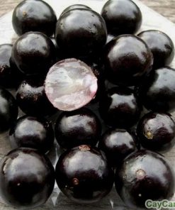 Cây nho thân gỗ 1 cây nho thân gỗ