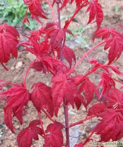 Cây phong lá đỏ (cây phong đỏ) 3 cây phong lá đỏ