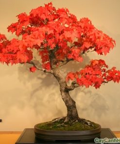 Cây phong lá đỏ (cây phong đỏ) 2 cây phong lá đỏ