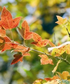 Cây phong lá đỏ (cây phong đỏ) 1 cây phong lá đỏ