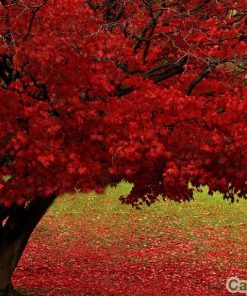 cây phong lá đỏ