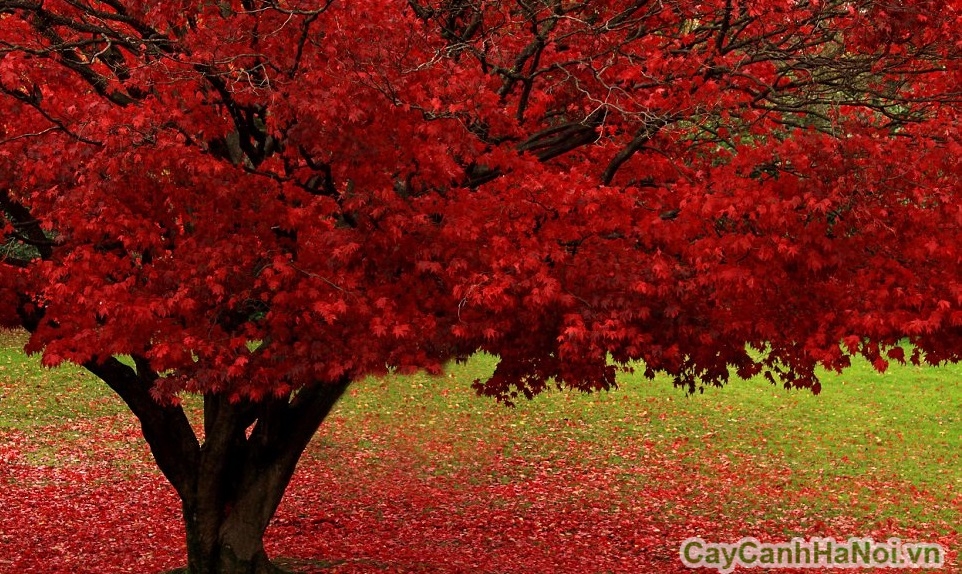 cây phong lá đỏ
