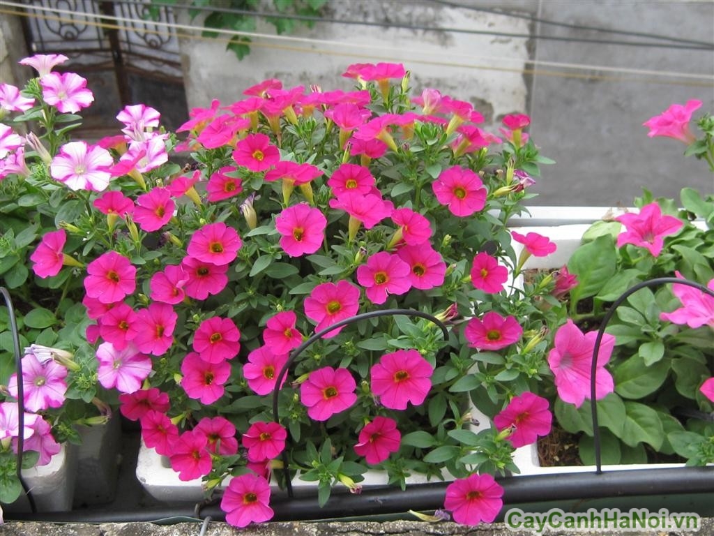 Kĩ năng chăm sóc hoa dạ yến thảo 7 da yen thao