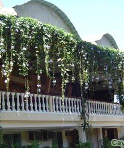 Dây Cát Đằng 3 day cat dang