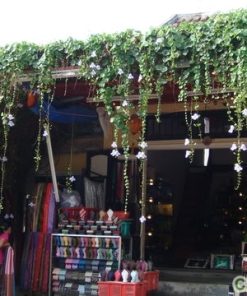 Dây Cát Đằng 1 day cat dang 3