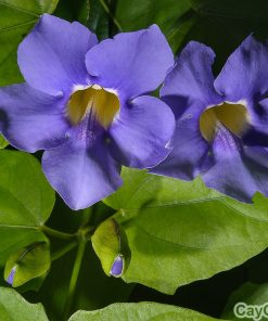 Dây Cát Đằng 2 day cat dang 5