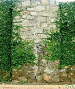 Dây Thằn Lằn 2 day than lan 1