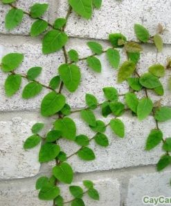 Dây Thằn Lằn 1 day than lan 2