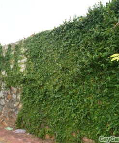 Dây Thằn Lằn 3 day than lan 5