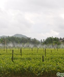 Hệ thống tưới tự động 3 he thong tuoi vuon uom