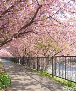 Hạt giống hoa Anh Đào 3 hoa anh dao 2