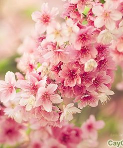 Hạt giống hoa Anh Đào 2 hoa anh dao