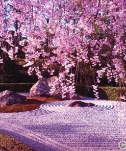 Hạt giống hoa Anh Đào 1 hoa anh dao 4