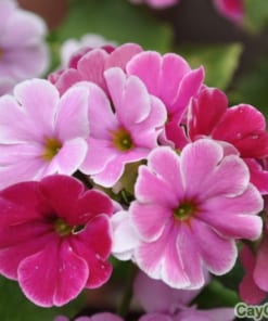 Hoa Anh Thảo 2 hoa anh thao 1