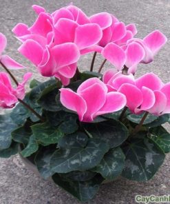 Hoa Anh Thảo 1 hoa anh thao 2