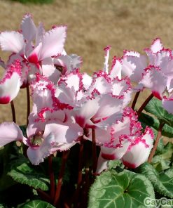 Hoa Anh Thảo 3 hoa anh thao 5