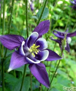 Hạt giống cỏ Bồ Câu 3 hoa bo cau 1