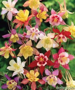 Hạt giống cỏ Bồ Câu 2 hoa bo cau 3