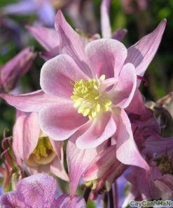 Hạt giống cỏ Bồ Câu 1 hoa bo cau 4