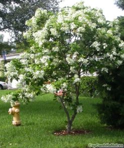 Cây hoa Bướm Bạc 1 hoa buom bac 2