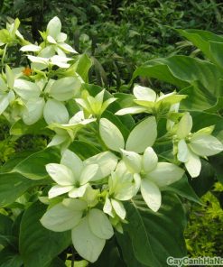 Cây hoa Bướm Bạc 3 hoa buom bac