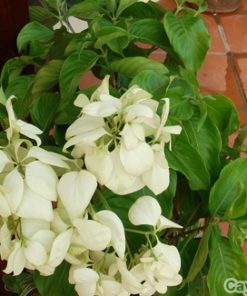 Cây hoa Bướm Bạc 2 hoa buom bac 4