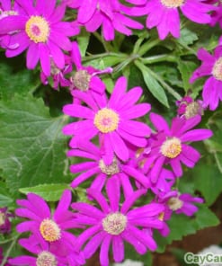 Hoa Cúc Đà Lạt 1 hoa cuc da lat 4