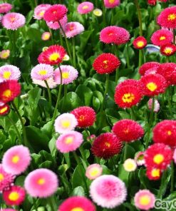 Hoa Cúc Đà Lạt 2 hoa cuc da lat 5