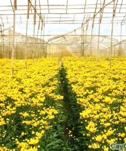 Hoa Cúc Đà Lạt 3 hoa cuc da lat1