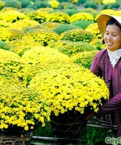 Chậu hoa Cúc Mâm Xôi 3 hoa cuc mam xoi 5